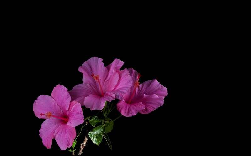 Pink Hibiscus Flowers — Dramatic, Photograph, Green Leaves