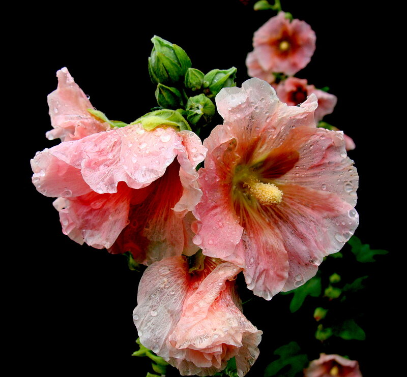 Pink Hibiscus Flowers — Dramatic, Photograph
