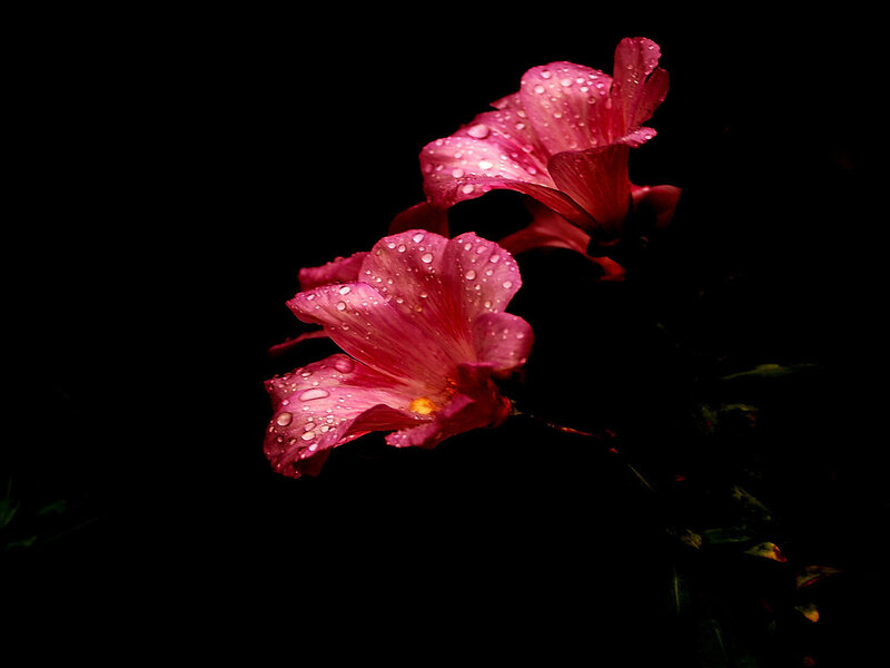 Pink Hibiscus Flowers — Dramatic