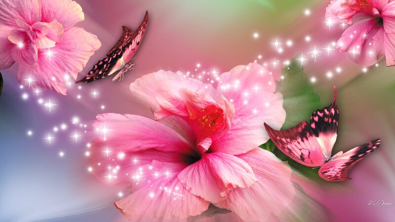 Pink Hibiscus Flowers — Dreamy