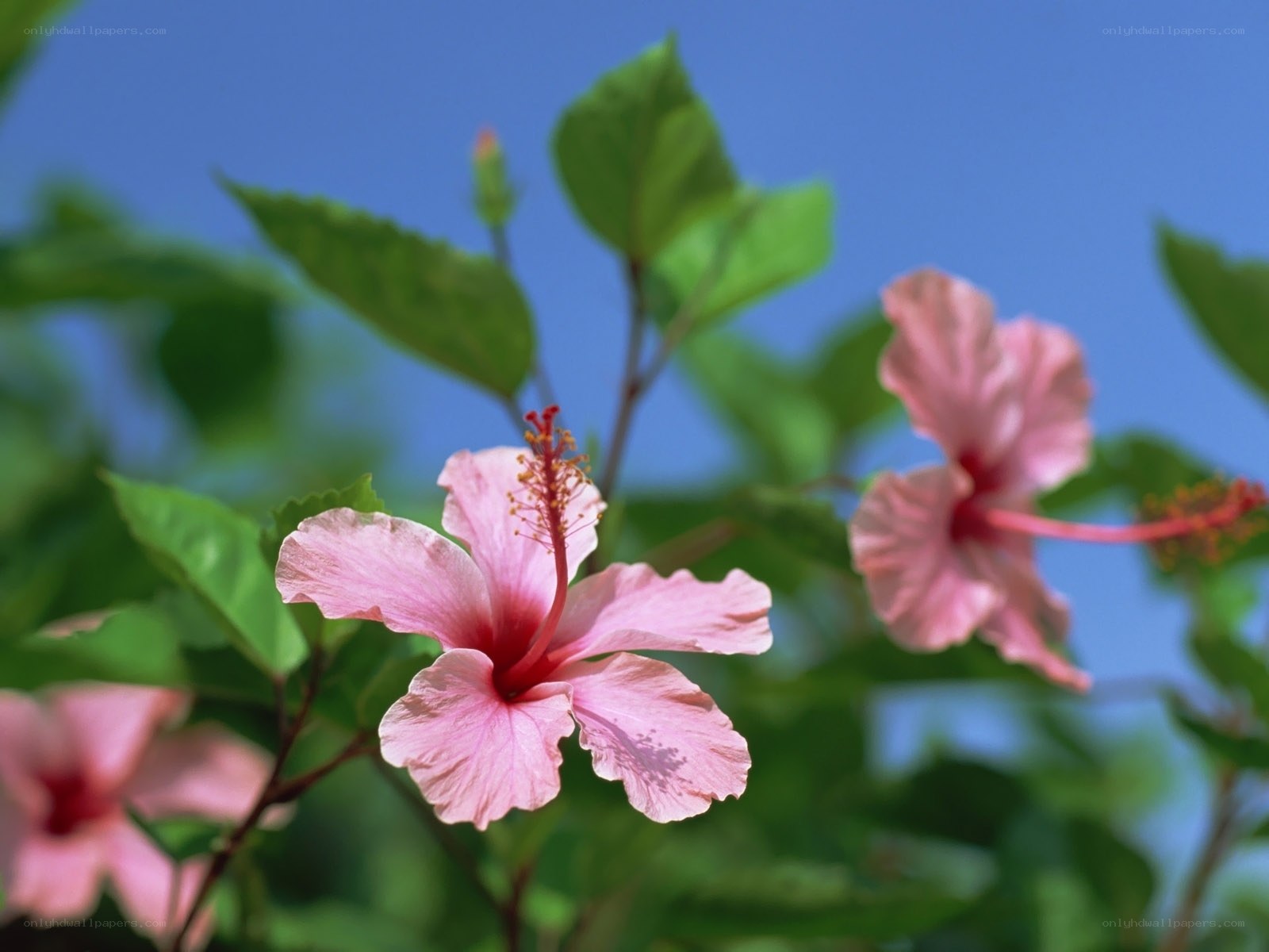 Pink hibiscus flowers in bloom
