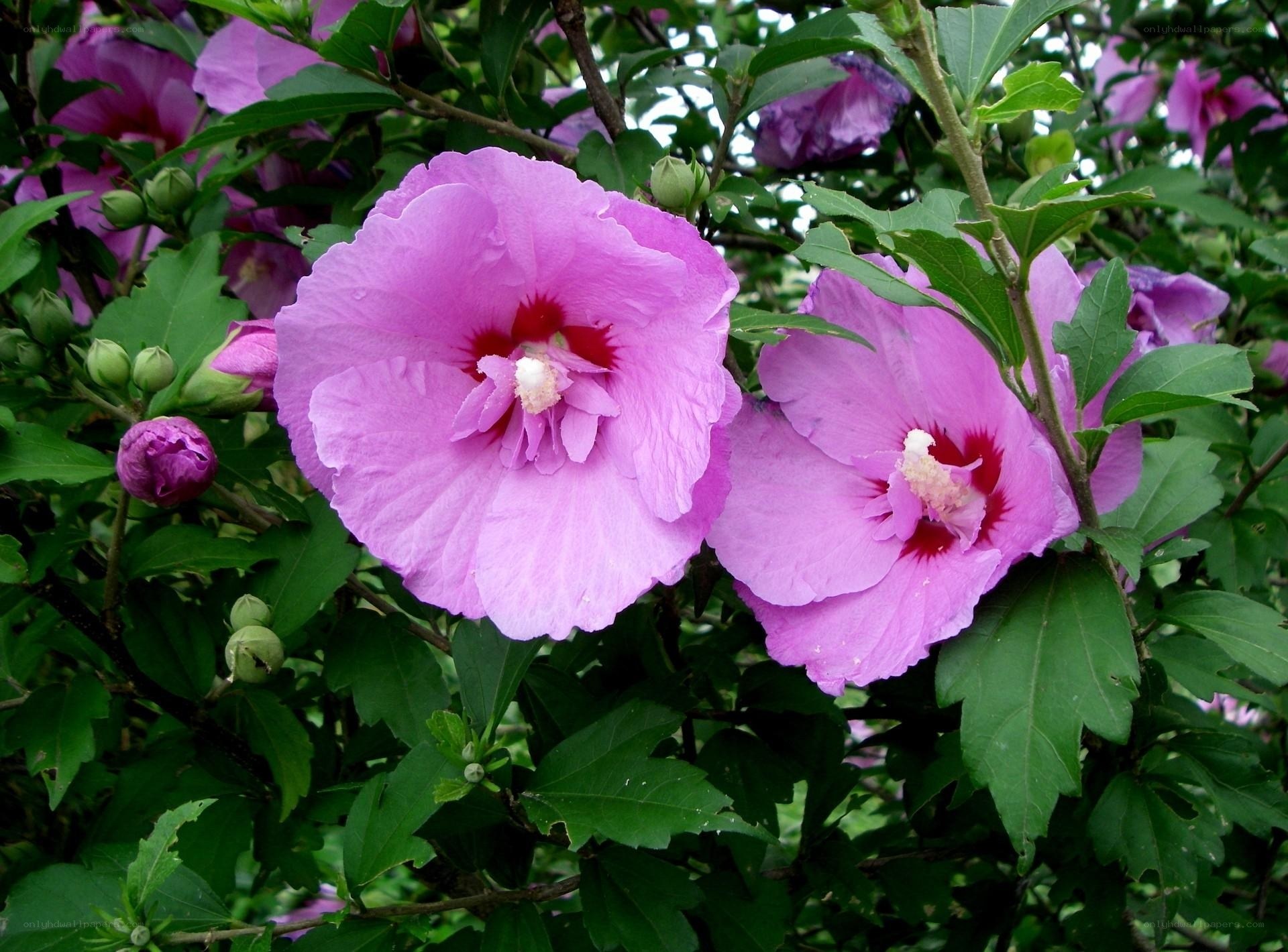 pink hibiscus flowers in bloom
