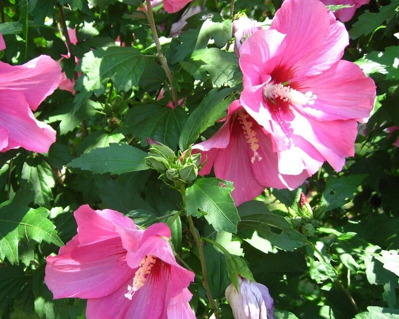 Pink hibiscus flowers in bloom