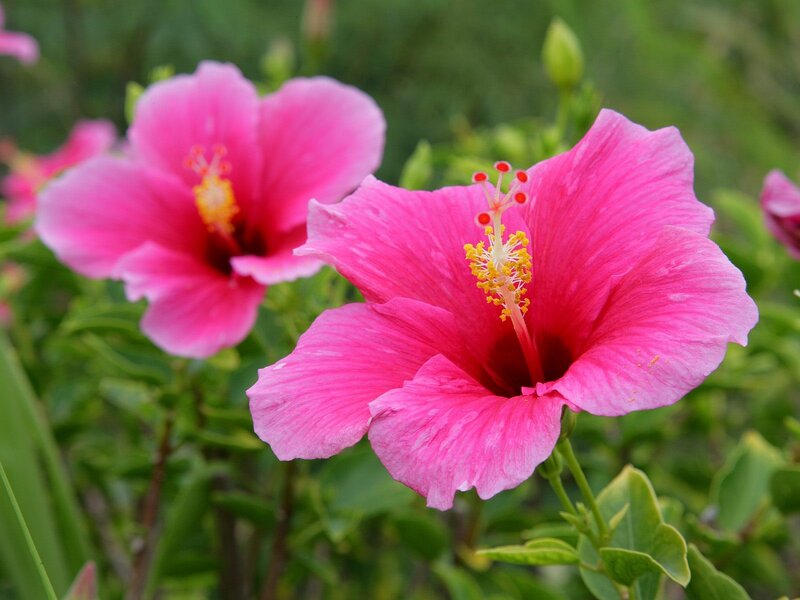 Pink hibiscus flowers in bloom