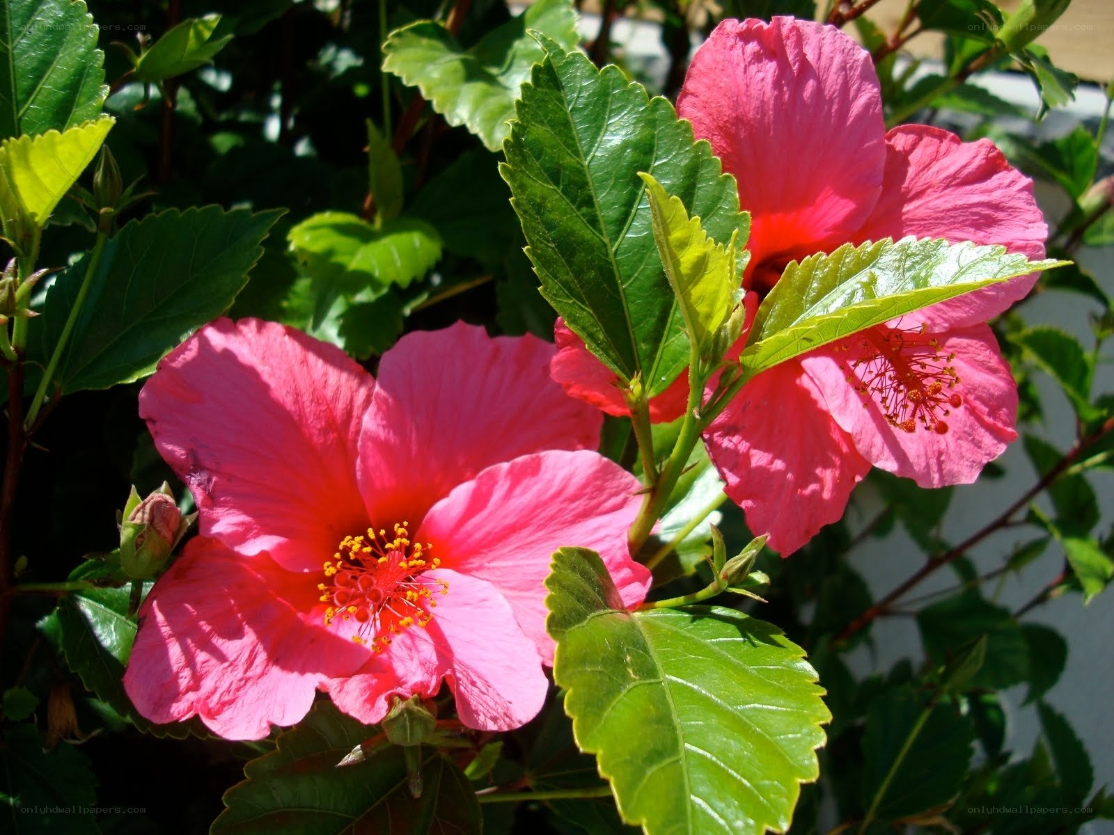 Pink hibiscus flowers in bloom