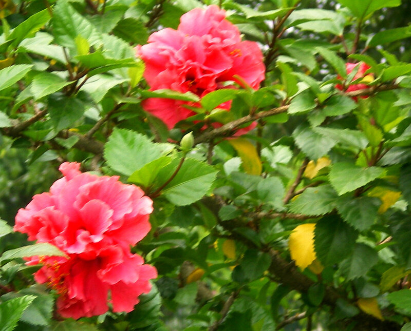 pink hibiscus flowers in foliage