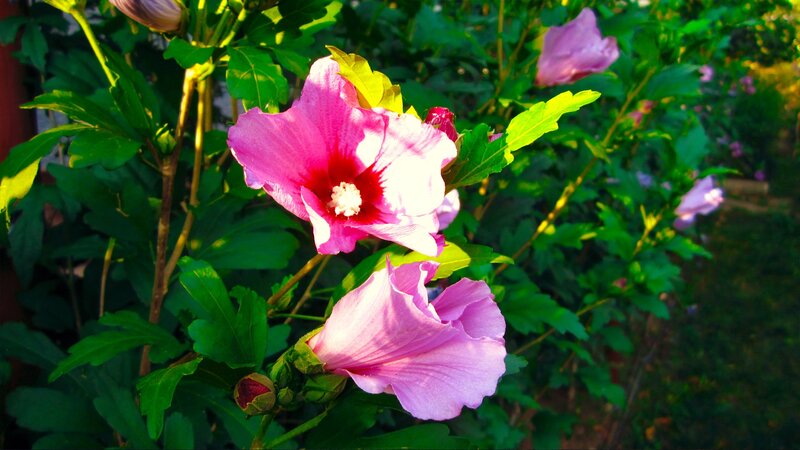 Pink hibiscus flowers in garden