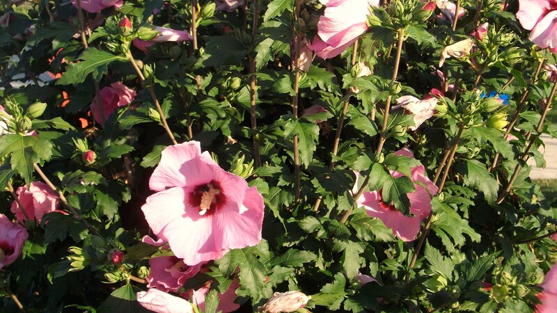 pink hibiscus flowers in garden