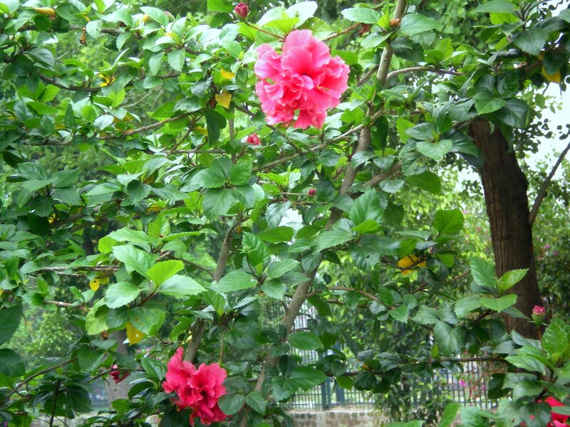 Pink hibiscus flowers in garden