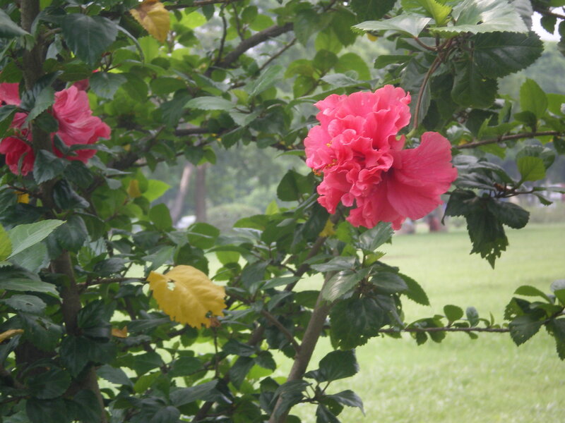 Pink hibiscus flowers in garden