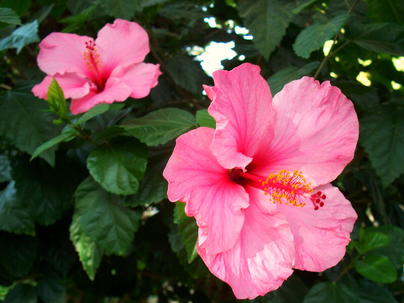Pink hibiscus flowers in garden