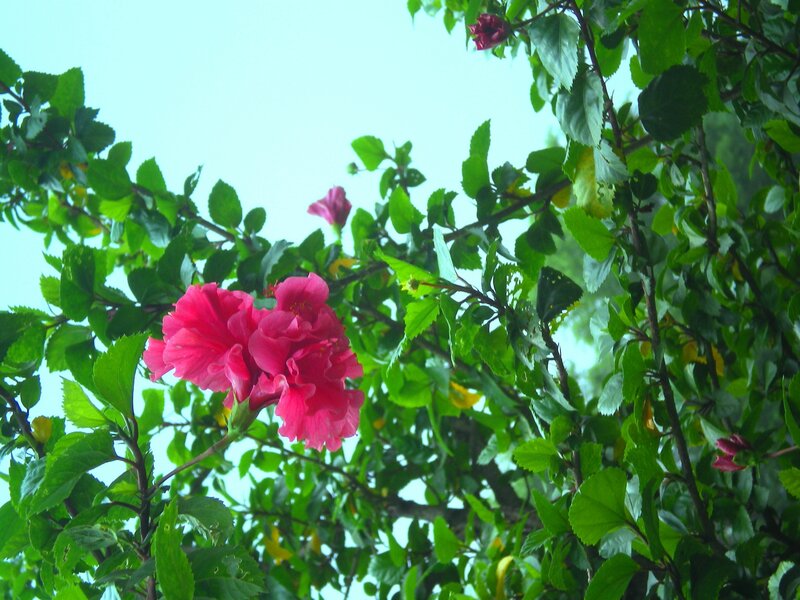 pink hibiscus flowers in green foliage