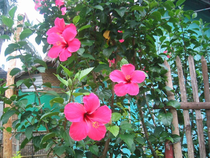 Pink Hibiscus Flowers — Natural, Afternoon, Photograph