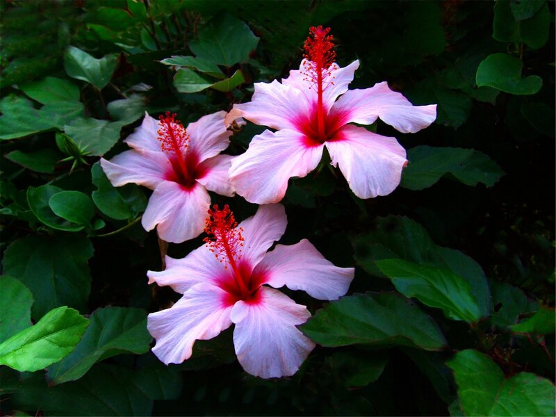 Pink Hibiscus Flowers — Natural, Afternoon