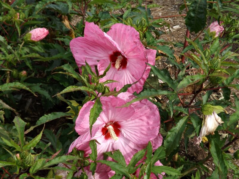 Pink Hibiscus Flowers — Natural, Summer