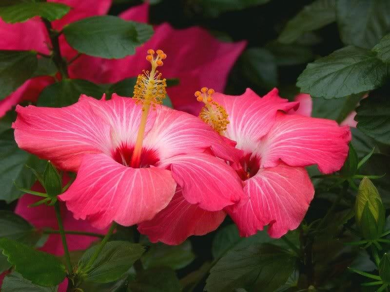 Pink Hibiscus Flowers — Natural