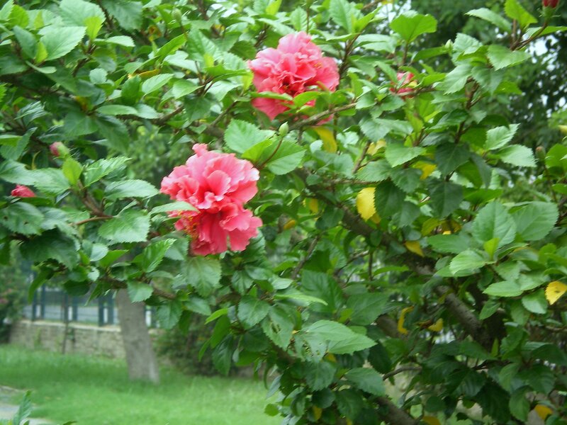 Pink hibiscus flowers on a tree