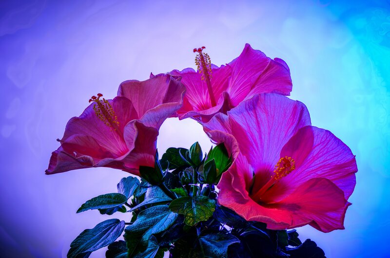 Pink Hibiscus Flowers — Purple, Dramatic, Photograph