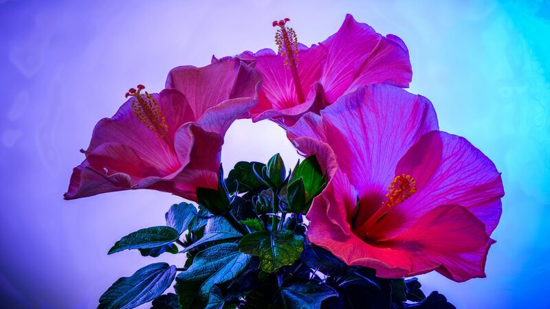 Pink Hibiscus Flowers — Purple, Dramatic