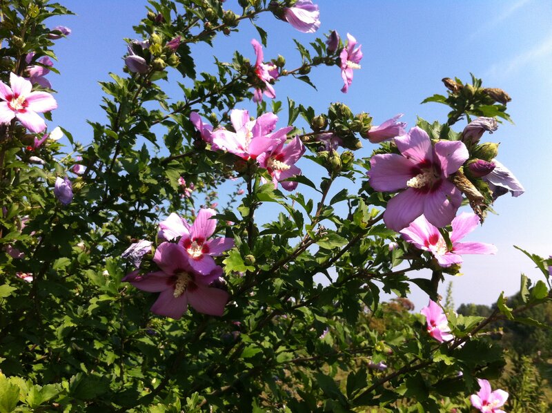 Pink Hibiscus Flowers — Purple, Serene
