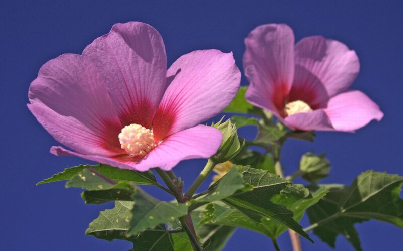Pink Hibiscus Flowers — Purple