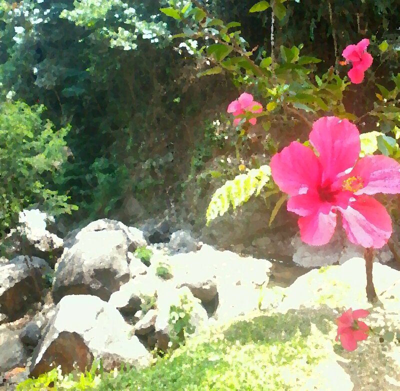 Pink Hibiscus Flowers — Serene, Afternoon, Photograph, Rocks