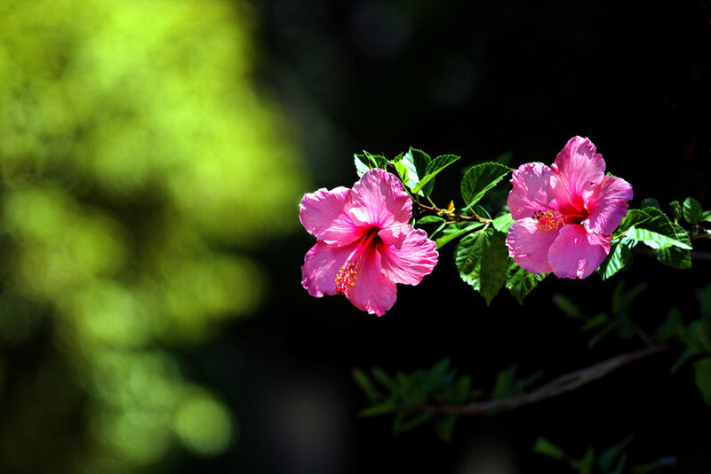 Pink Hibiscus Flowers — Serene, Afternoon