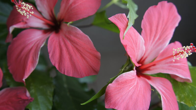 Pink Hibiscus Flowers — Serene, Photograph, Green Leaves