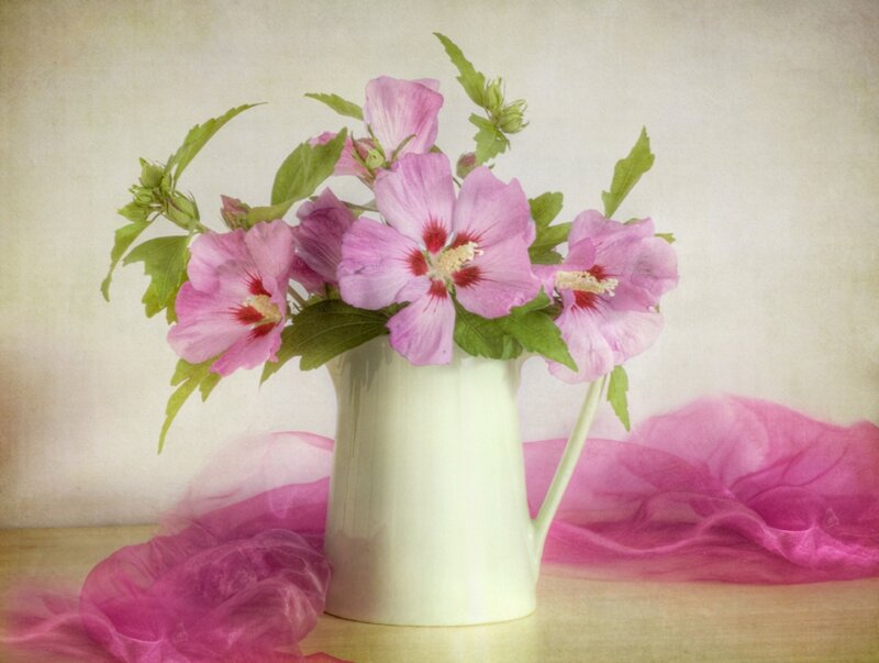 Pink Hibiscus Flowers — Serene, Photograph