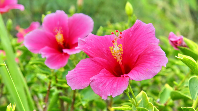 Pink Hibiscus Flowers — Serene, Summer