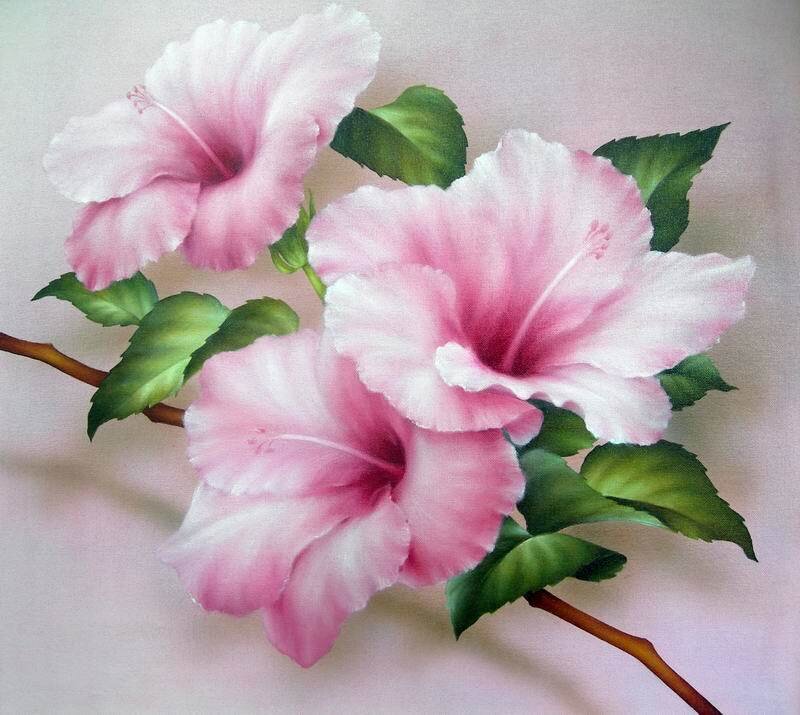 Pink Hibiscus Flowers — Serene