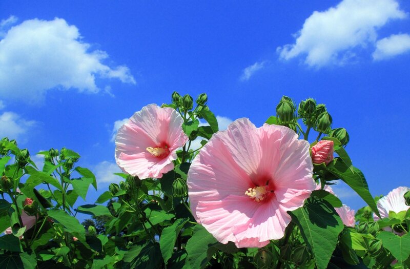 Pink hibiscus flowers under blue sky