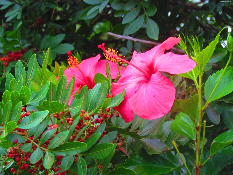 Pink Hibiscus Flowers — Vibrant, Afternoon
