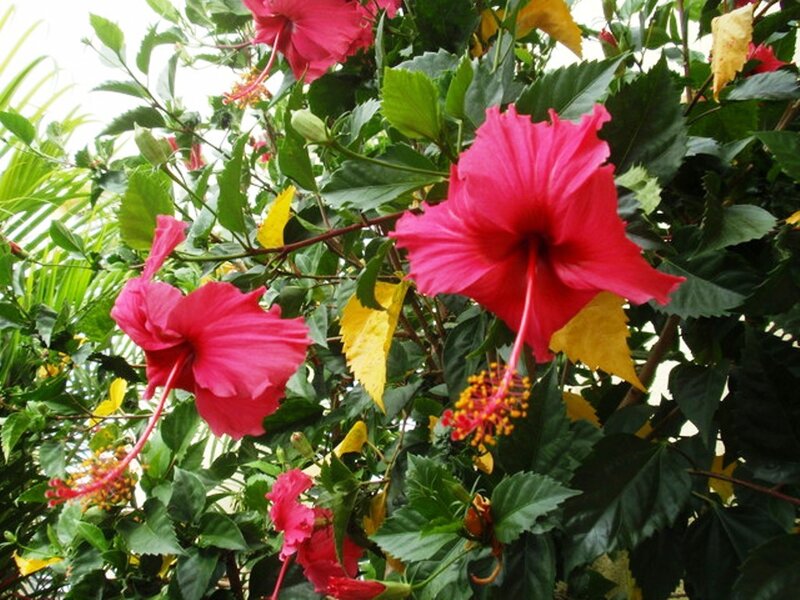 Pink Hibiscus Flowers — Vibrant