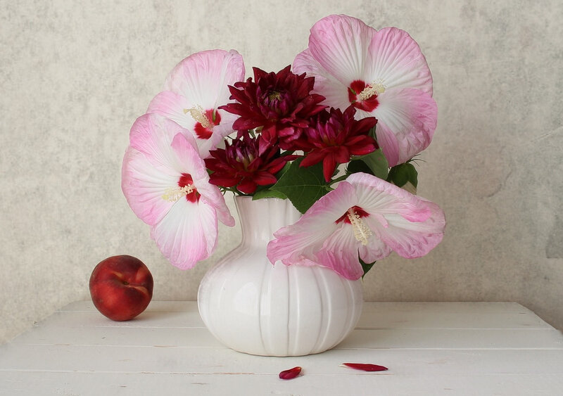 Pink Hibiscus Flowers — White