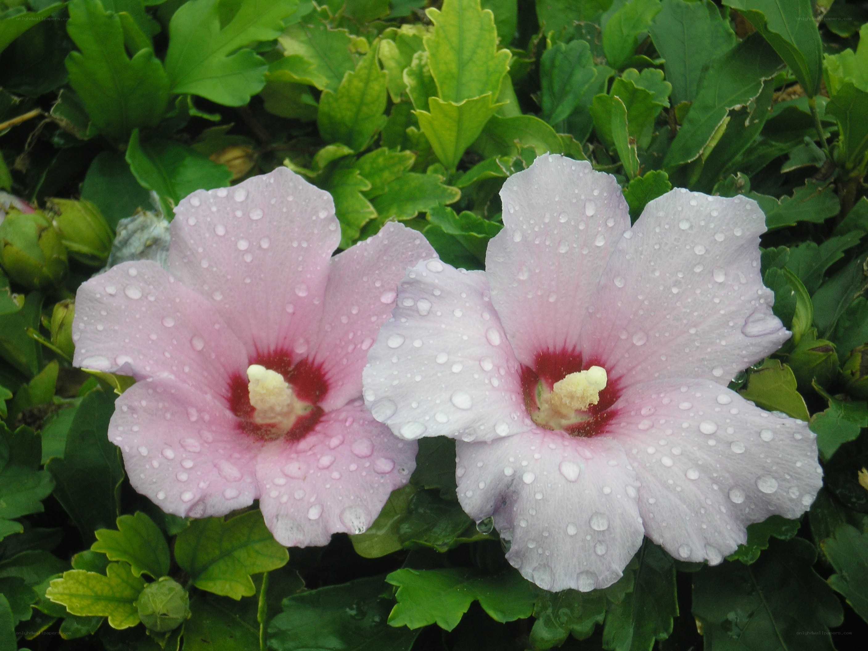 Pink hibiscus flowers with dew