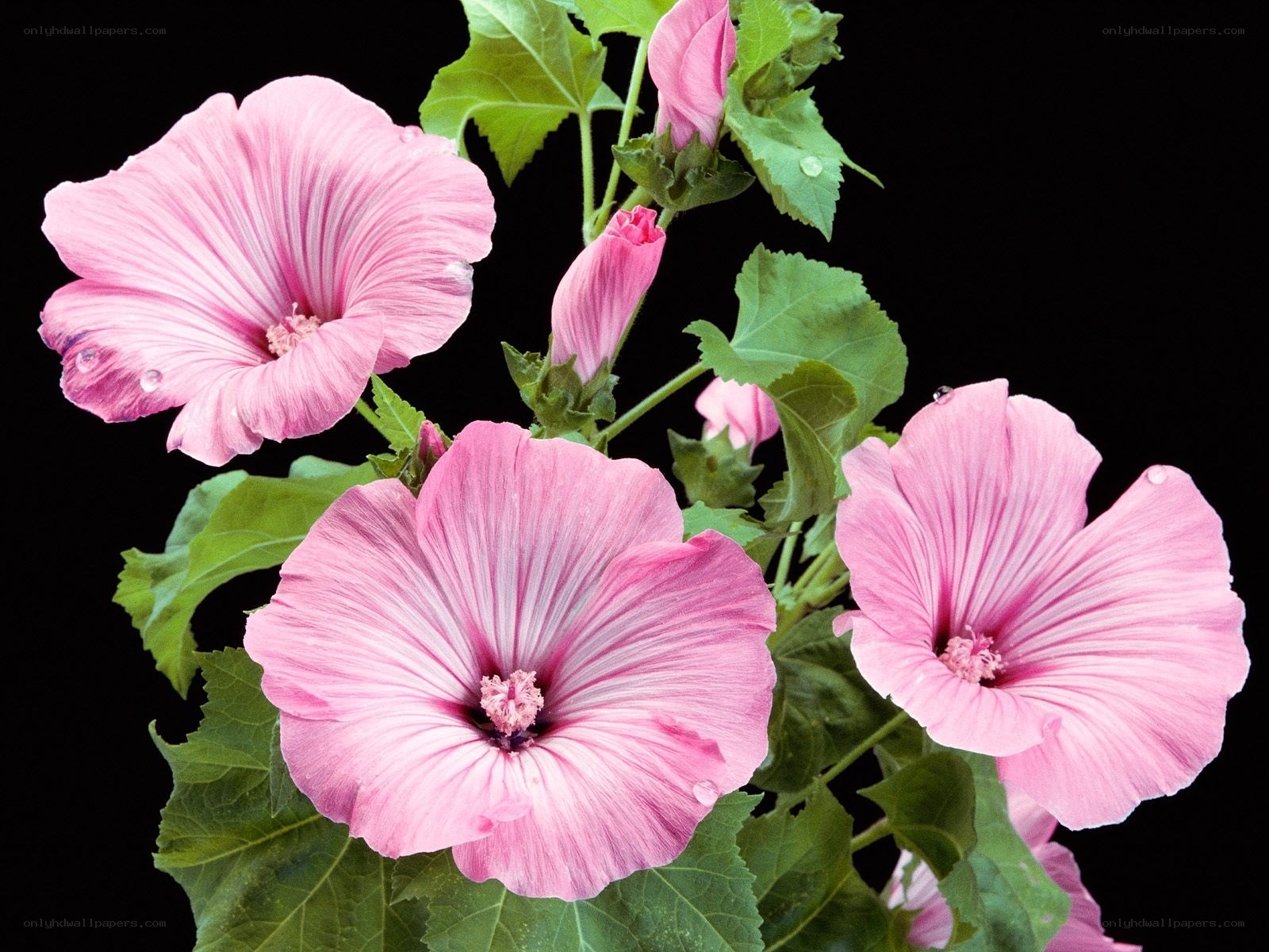 Pink hibiscus flowers