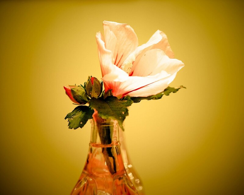 Pink hibiscus in a glass bottle