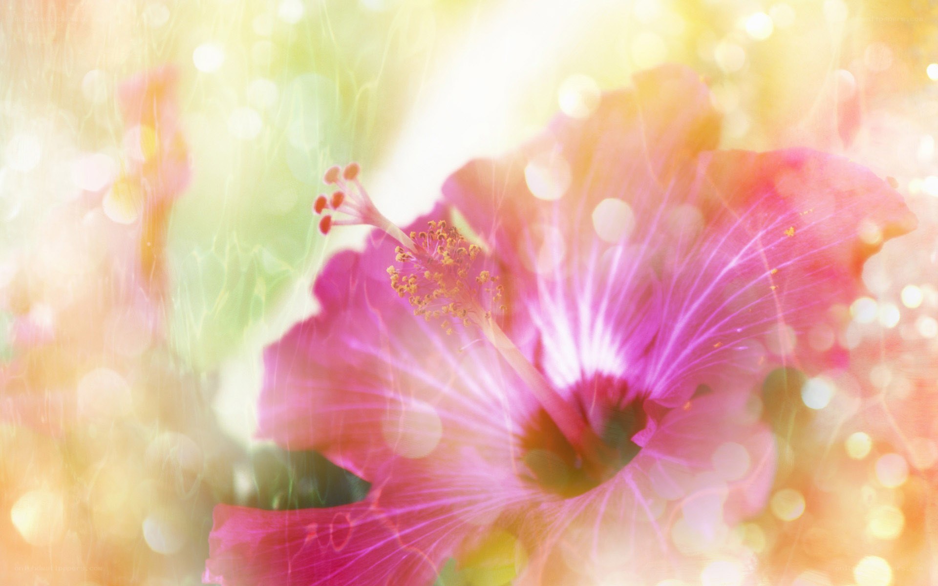 pink hibiscus in sunlight