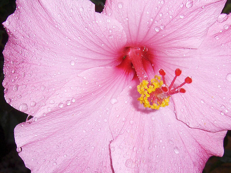 Pink hibiscus with water droplets