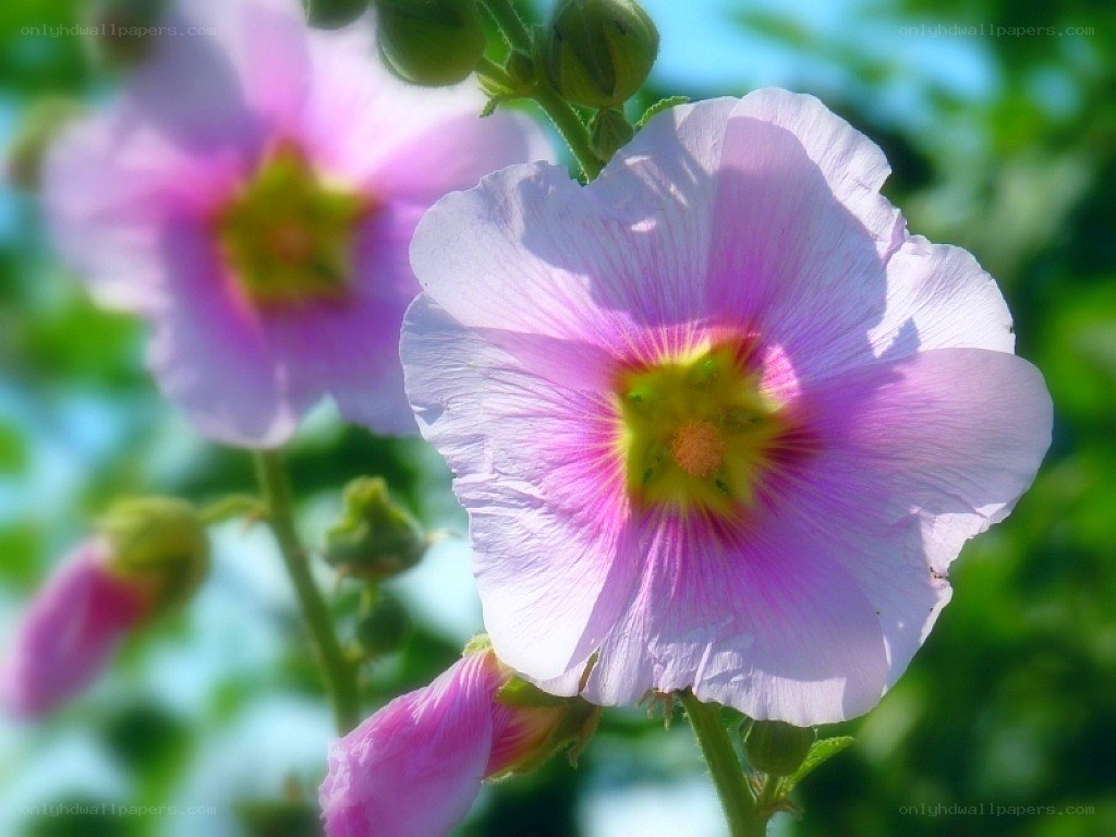 pink hollyhock flower