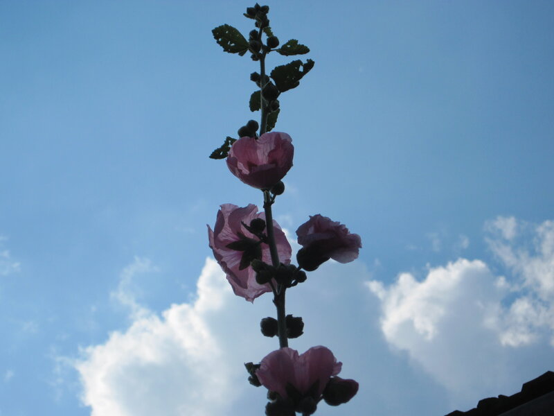 Pink Hollyhock Flower — Blue