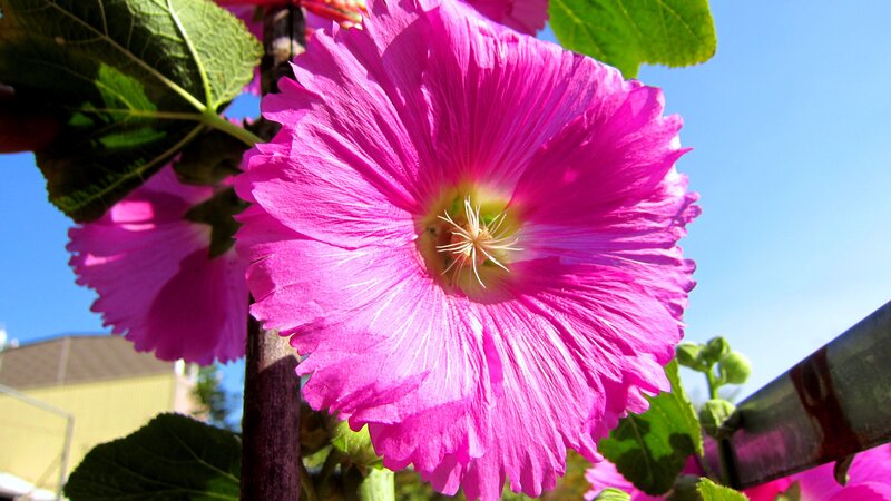 Pink Hollyhock Flower — Bright