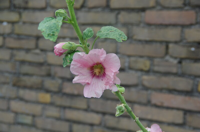 Pink Hollyhock Flower — Calm, Spring