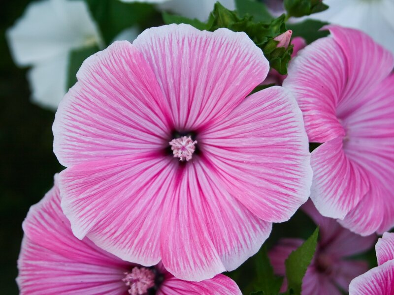 Pink Hollyhock Flower — Calm, Summer, Photograph
