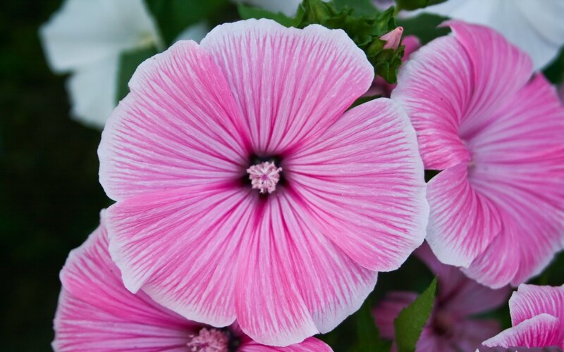 Pink Hollyhock Flower — Calm, Summer