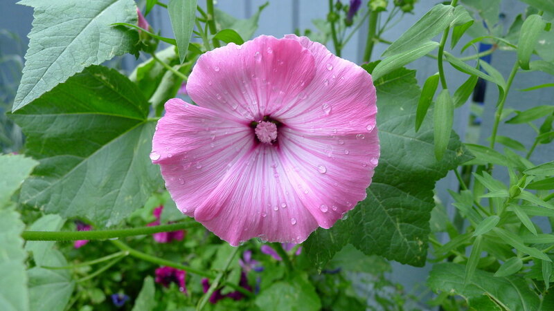 Pink Hollyhock Flower — Calm