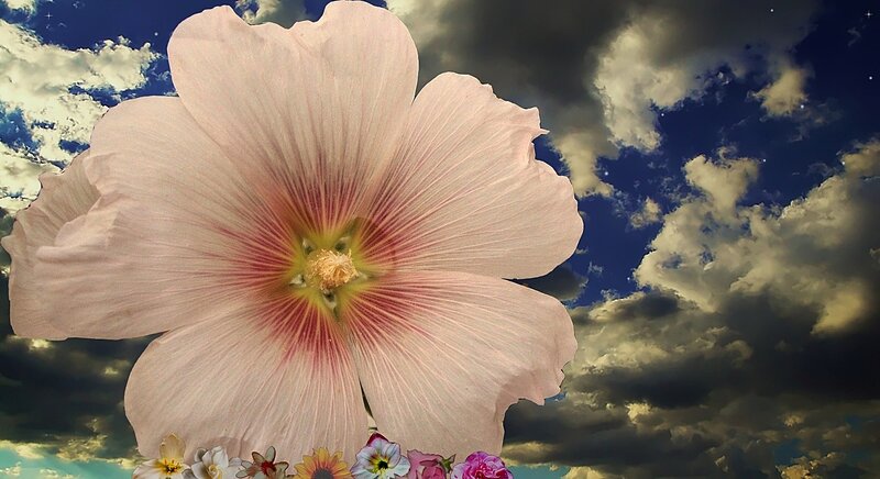 Pink Hollyhock Flower — Dramatic