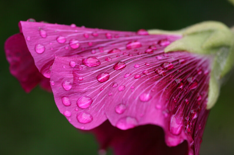 Pink Hollyhock Flower — Magenta