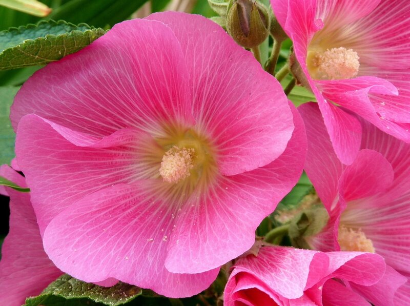 Pink Hollyhock Flower — Natural